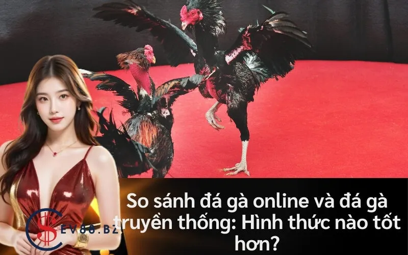So sánh đá gà online và đá gà truyền thống: Hình thức nào tốt hơn?