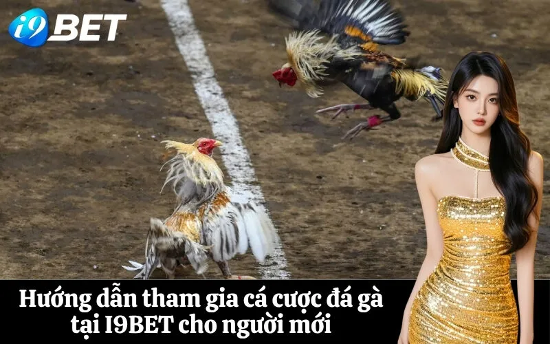 Hướng dẫn tham gia cá cược đá gà tại I9BET cho người mới