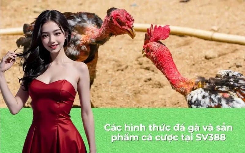 Các hình thức đá gà và sản phẩm cá cược tại SV388