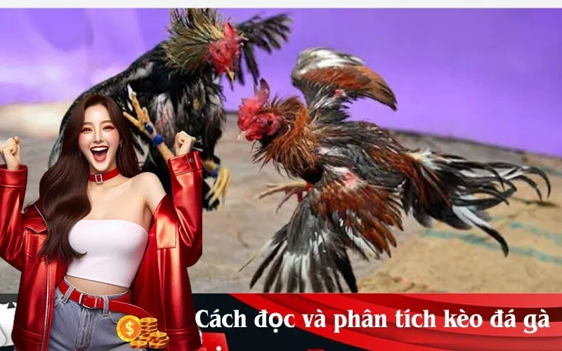 Cách đọc và phân tích kèo đá gà