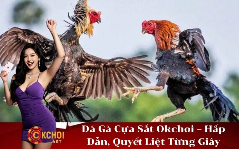 Đá Gà Cựa Sắt Okchoi – Hấp Dẫn, Quyết Liệt Từng Giây