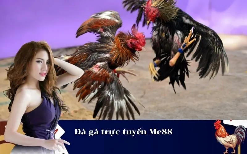 Đá gà trực tuyến Me88
