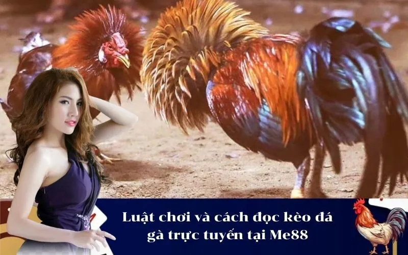 Luật chơi và cách đọc kèo đá gà trực tuyến tại Me88